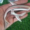 Shark Capo cá mập GC30